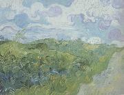 Green Wheat Fields (nn04)